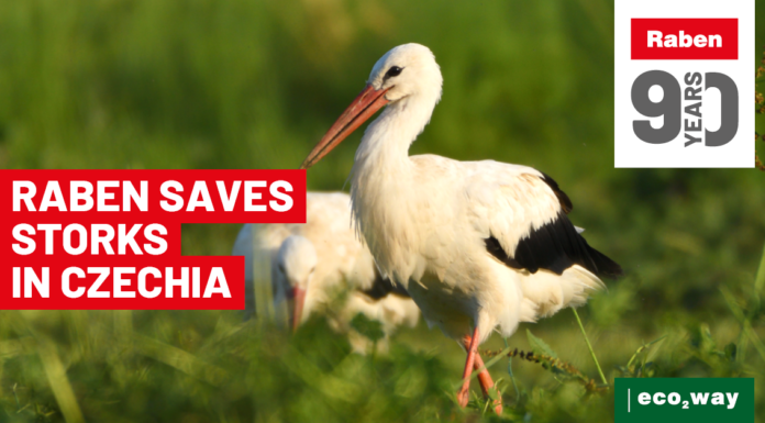 Głosowanie na ekoprojekty zakończone. Raben pomoże ratować bociany w Czechach ekoprojekty